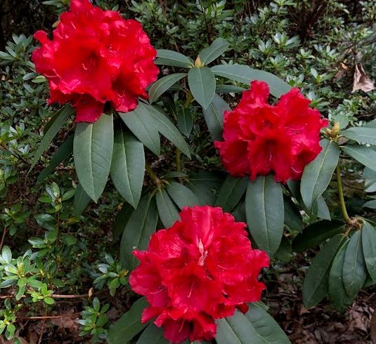 Rot Rhododendron Samen zur Aussaat – mehrjährige Blüten