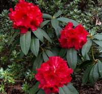 Rot Rhododendron Samen zur Aussaat – mehrjährige Blüten