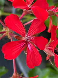 zart Rosa Pelargonium Hortorum Blumensamen zur Aussaat – Drought verträglich – Traditionssorte & ohne Gentechnik Samen Hausgarten