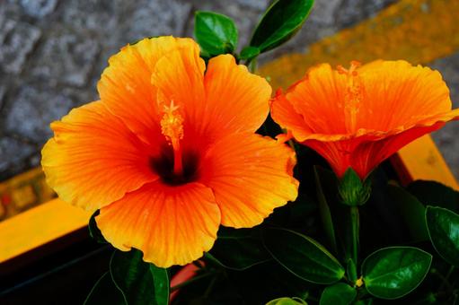 Hibiskus Blumensamen zur Aussaat Drought verträglich Traditionssorte & ohne Gentechnik Samen Hausgarten