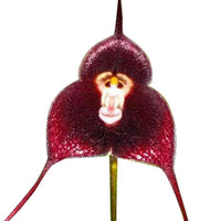 dunkel Rot Monkey Face Orchidee Blumensamen zur Aussaat – robust Sorte – Traditionssorte & ohne Gentechnik Samen Hausgarten