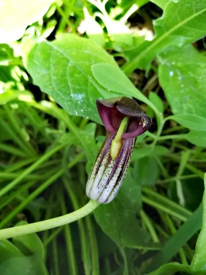 Semi di Arisarum vulgare per la semina