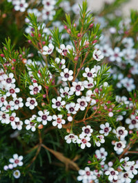 Geraldton blume samen for anpflanzung - colorful display, heirloom & gmo free samen for home garten
 
 sale samen for anpflanzung in home garten