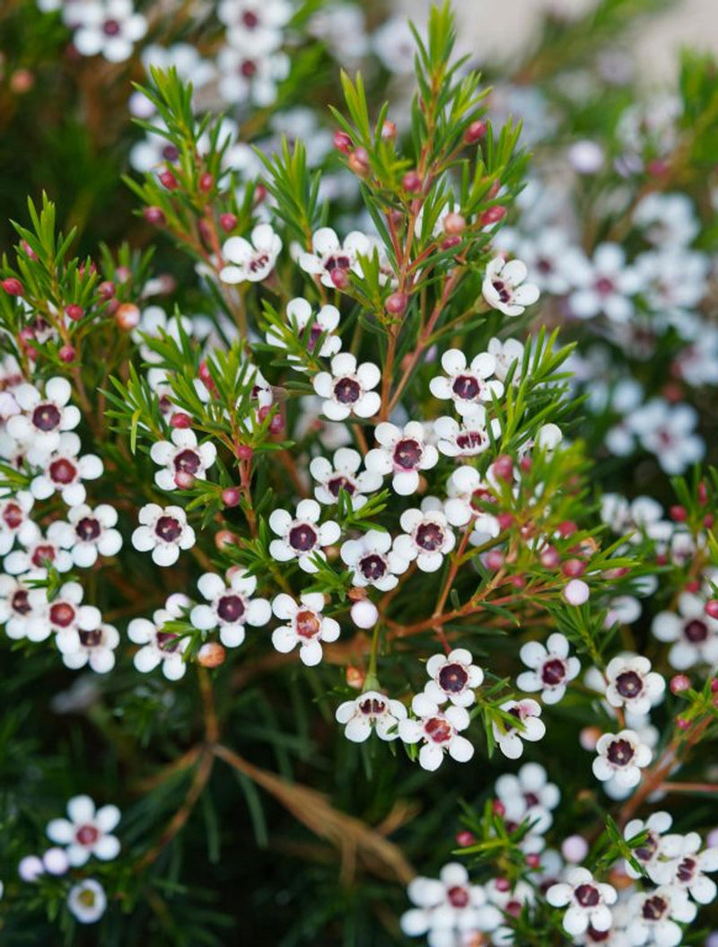 Chamelaucium blume samen for anpflanzung - cut blume favorite, heirloom & gmo free samen for home garten
 
 sale for anpflanzung in home garten.