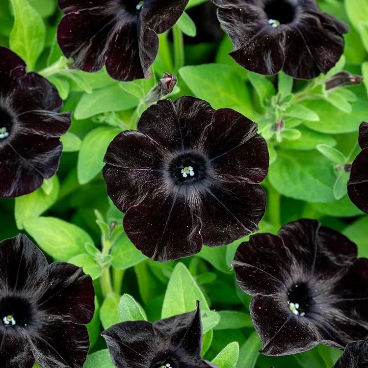 Schwarz Cherry Petunie Blumensamen zur Aussaat – duftend Blüten – Traditionssorte & ohne Gentechnik Samen Hausgarten