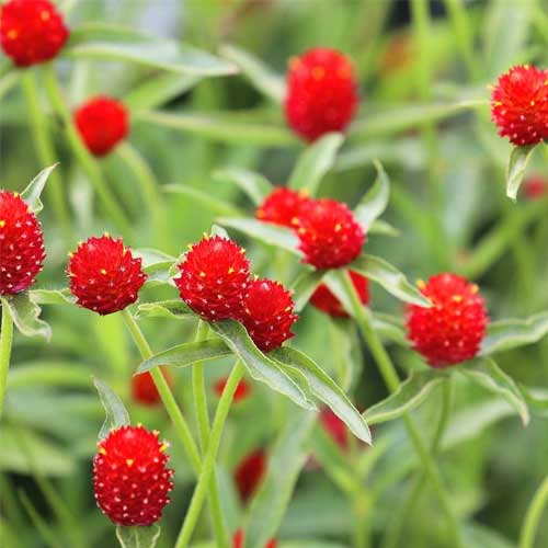Gomphrena Blumensamen zur Aussaat hochwertige Qualitäts- Traditionssorte & ohne Gentechnik Samen Hausgarten