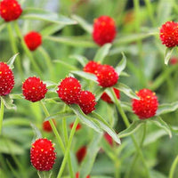 Gomphrena Blumensamen zur Aussaat hochwertige Qualitäts- Traditionssorte & ohne Gentechnik Samen Hausgarten