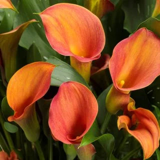 Gelb Rot Calla Blumensamen zur Aussaat leuchtend Traditionssorte & ohne Gentechnik Samen Hausgarten
