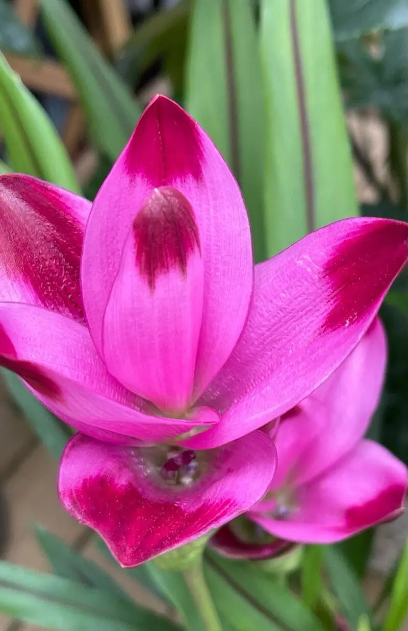 Curcuma Alismatifolia Blumensamen zur Aussaat Garten beliebt Traditionssorte & ohne Gentechnik Samen Hausgarten