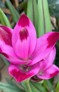 Curcuma Alismatifolia Blumensamen zur Aussaat Garten beliebt Traditionssorte & ohne Gentechnik Samen Hausgarten