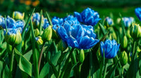 Tulpe Blau Blumensamen zur Aussaat – robust Sorte – Traditionssorte & ohne Gentechnik Samen Hausgarten