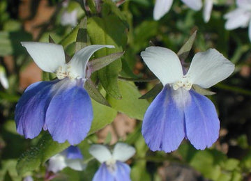Collinsia Verna Blume Samen zur Aussaat – leuchtend einjährig Samen farbenfroh Gärten