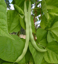 Green Romano Pole Bean Samen for Gemüse Planting
