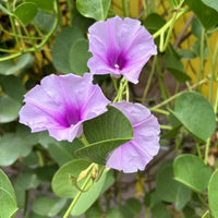 Ipomea (ipomea pescaprae) samen for anpflanzung in home garten