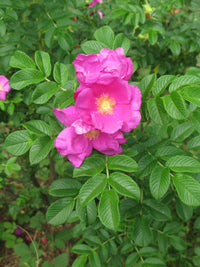 Pink Beach Rose Rosa Rugosa Anbau in Coastal Garten