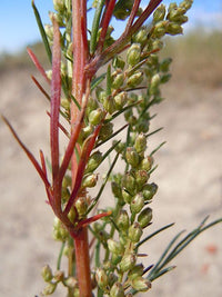 Beach Wormwood Samen Artemisia caudata producing silver foliage in dry landscape
