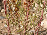 Silvery mounded foliage from Beach Wormwood Samen in rock gardens