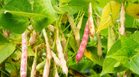 Mixed Pinto Bean Samen for Garden Planting