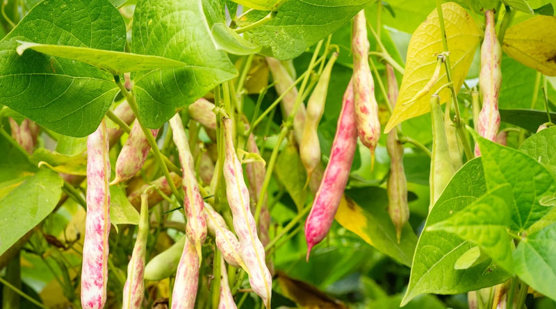 Semillas de frijol Pinto rosa y blanco para plantar