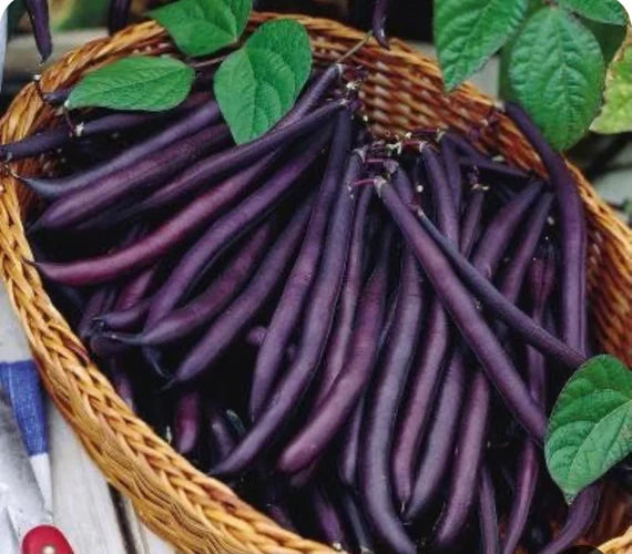 Bean seedlings sprouting aus samen
