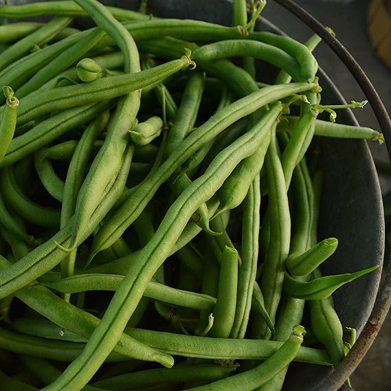 Bean phaseolus spp samen für aussaat