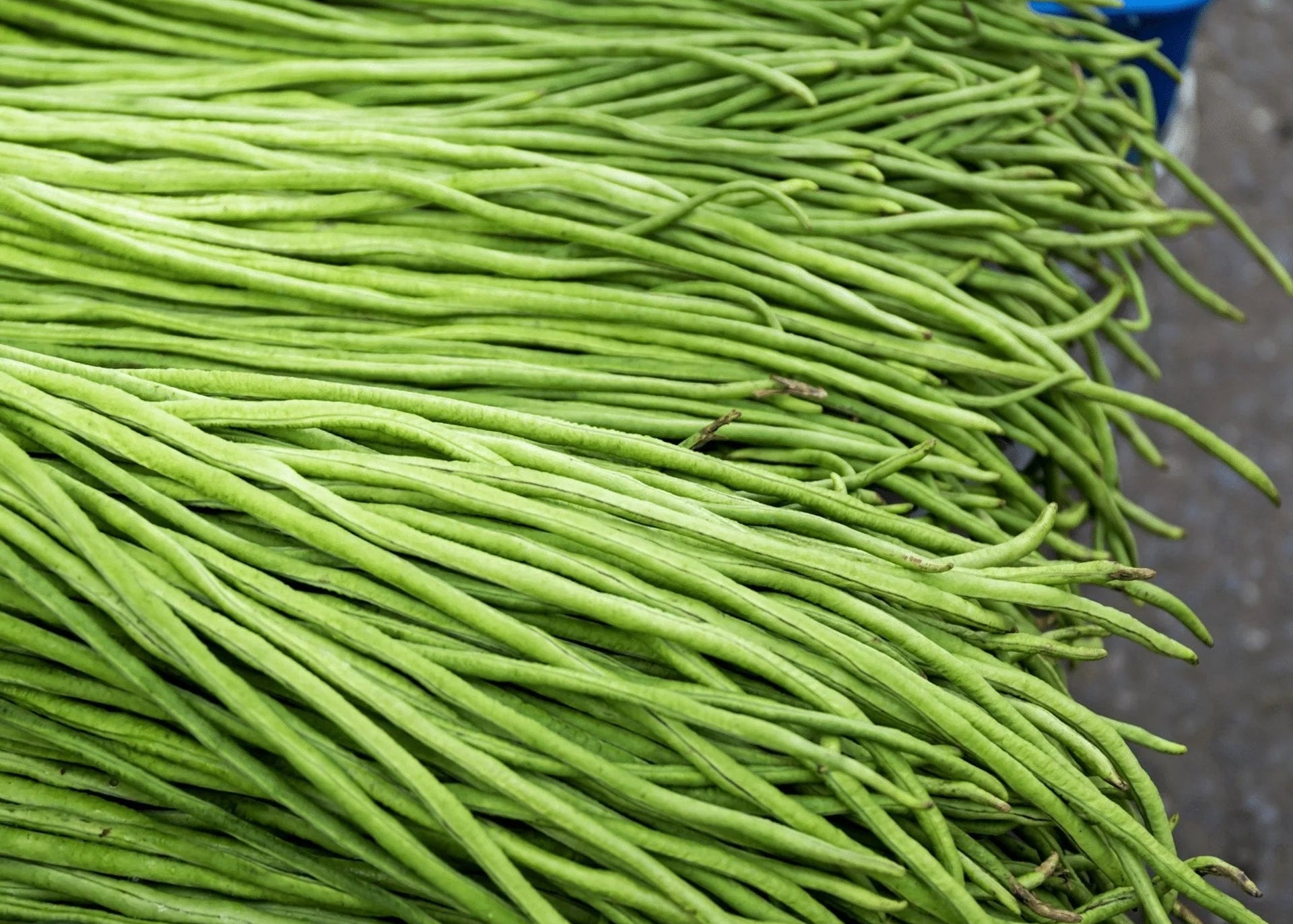 Green Asparagus Bean Samen zum Pflanzen