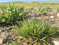 Sea Bean Gemüsesamen für einfache Aussaat