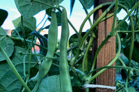 Green Appaloosa Bean Samen zum Pflanzen - Gemüsesamen