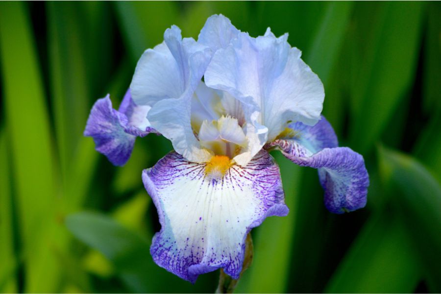 Bearded blume close-up – textured petals and bright colors