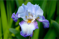 Bearded blume close-up – textured petals and bright colors