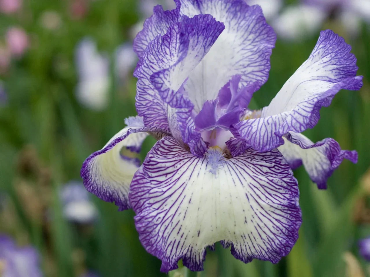 Bearded blumen in garten – vibrant and distinctive petals