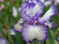Bearded blumen in garten – vibrant and distinctive petals