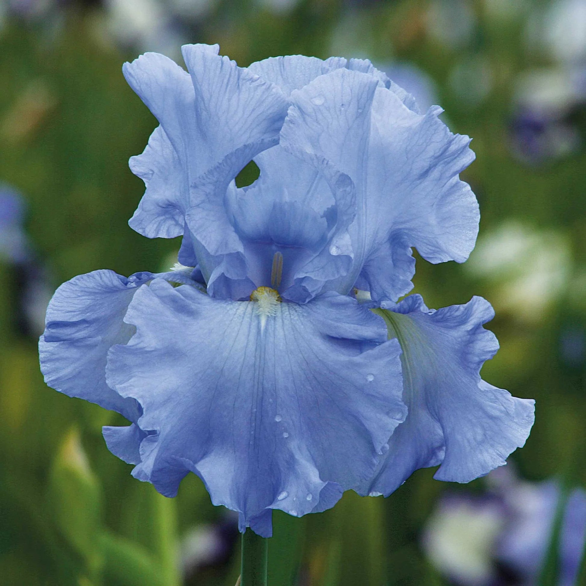 Iris Blau Blumensamen zur Aussaat – mehrjährige Blüten