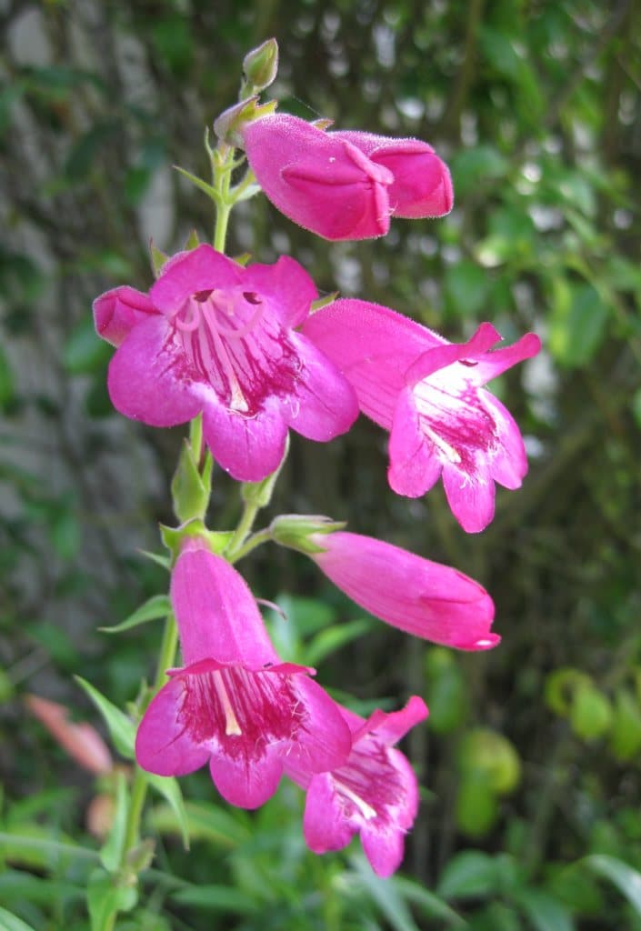 Traditionssorte Beardtongue Blumensamen zur Aussaat Landhaus Garten wichtig Traditionssorte & ohne Gentechnik Samen Hausgarten