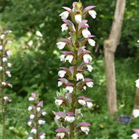 Bear’s breeches rot & weiß blume samen for anpflanzung