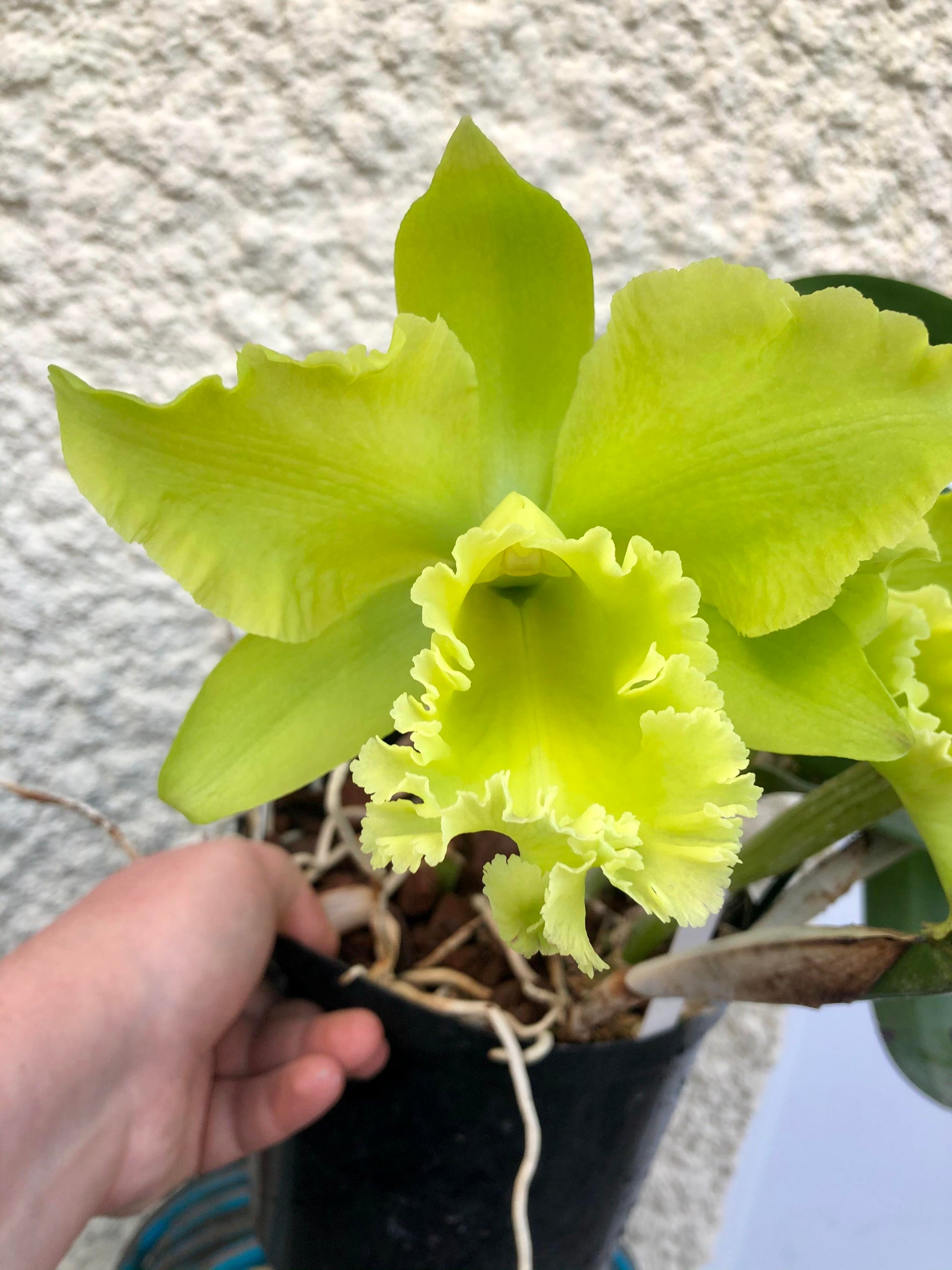 Grün Cattleya Blumensamen zur Aussaat – lang Blüte Saison – Traditionssorte & ohne Gentechnik Samen Hausgarten
