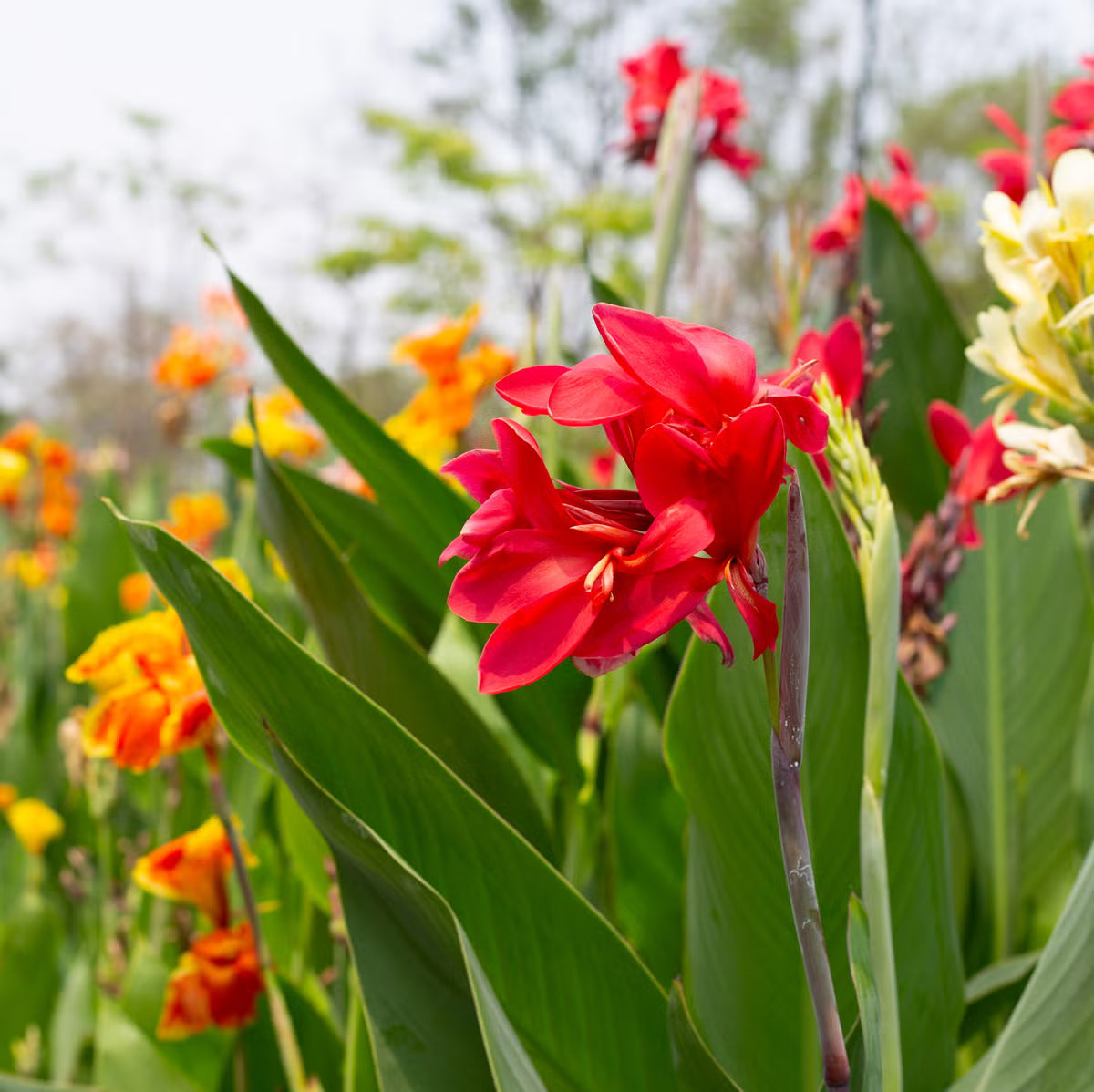 Canna Lilie Blume Samen zur Aussaat a farbenfroh Garten Transformation