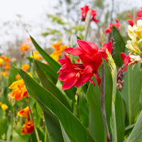 Canna Lilie Blume Samen zur Aussaat a farbenfroh Garten Transformation