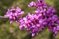 Rosa Cercis Blumensamen zur Aussaat Anzucht Traditionssorte & ohne Gentechnik Samen Hausgarten