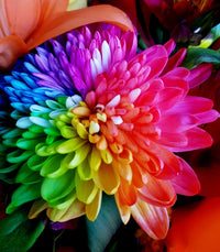 Chrysantheme Blumensamen Gardening & Aussaat – Blüten