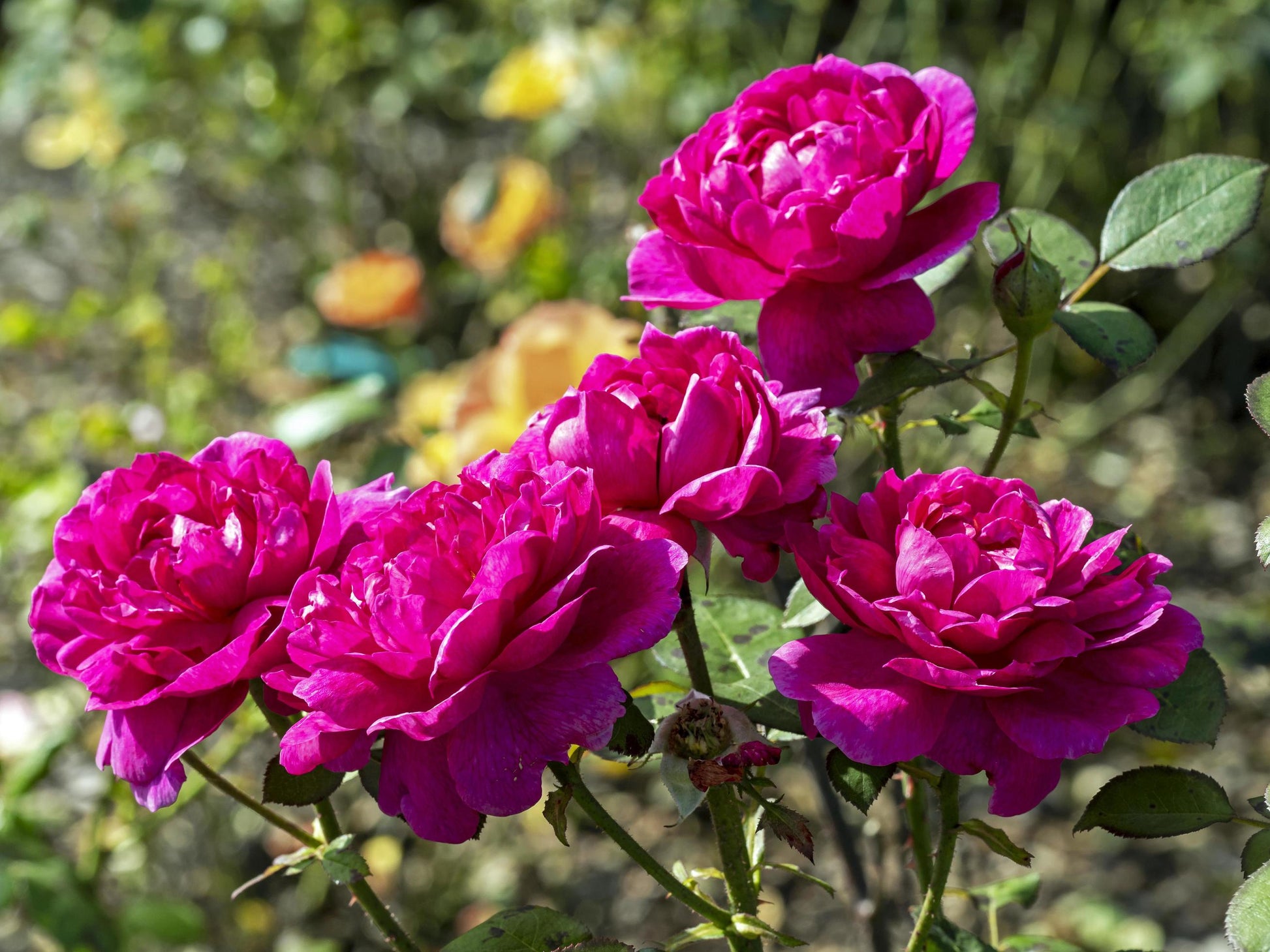 dunkel Rosa Rose Blumensamen zur Aussaat robust Sorte Traditionssorte & ohne Gentechnik Samen Hausgarten