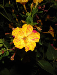 Gelb Mirabilis Blumensamen zur Aussaat – Bestäuber freundlich – Traditionssorte & ohne Gentechnik Samen Hausgarten