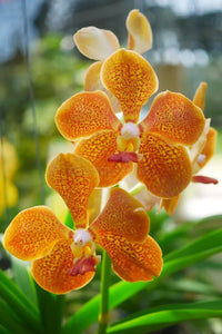 Pfirsichfarben Schmetterlingsorchidee Orchidee Blumensamen zur Aussaat – ideal Rabatten – Traditionssorte & ohne Gentechnik Samen Hausgarten