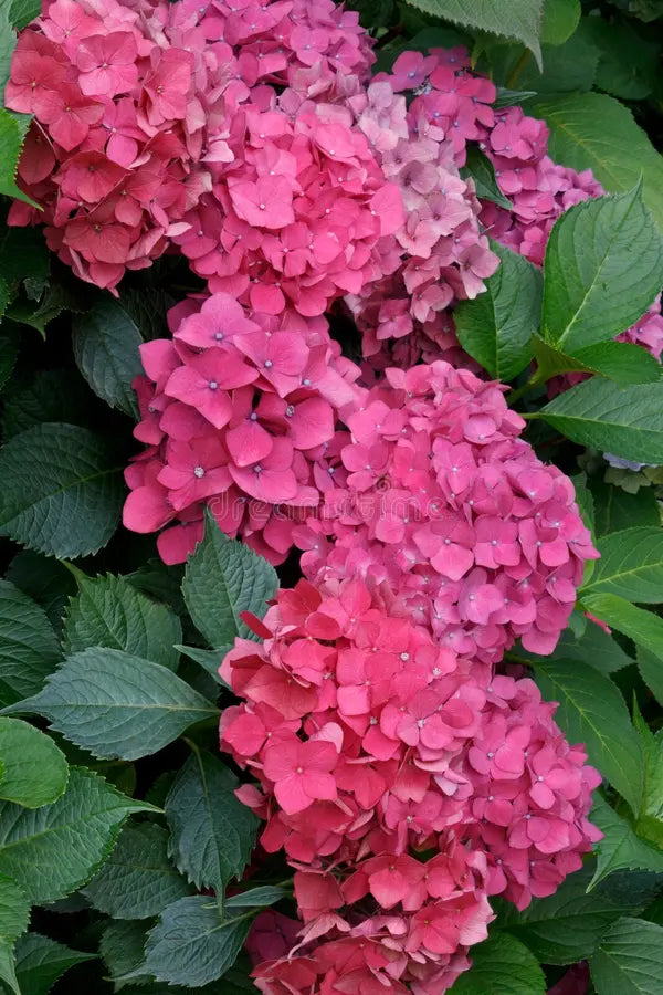 Hortensie Blumensamen zur Aussaat – robust Sorte – Traditionssorte & ohne Gentechnik Samen Hausgarten