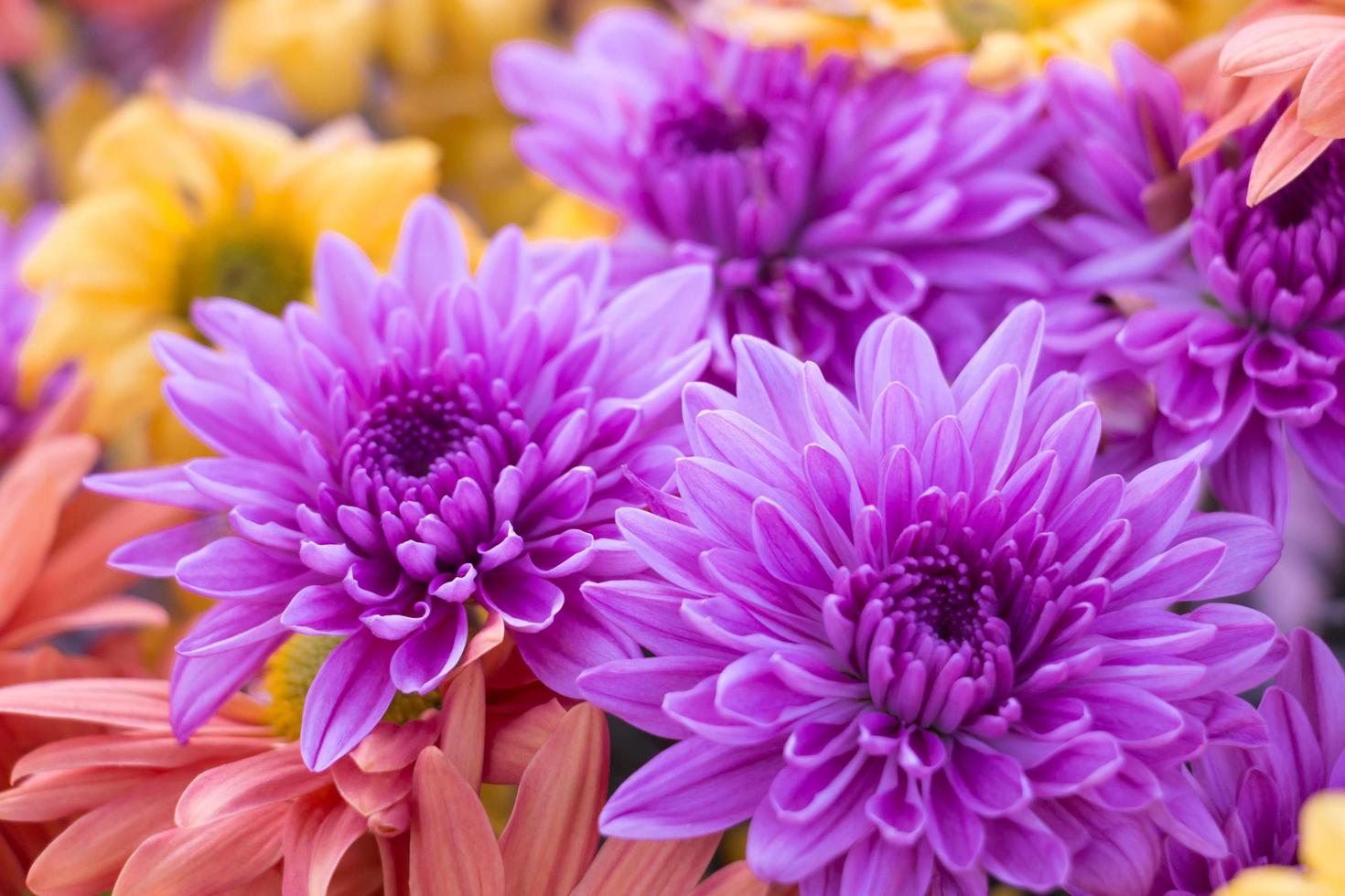 Lila Chrysantheme Blumensamen zur Aussaat – leuchtend Blüten – Traditionssorte & ohne Gentechnik Samen Hausgarten