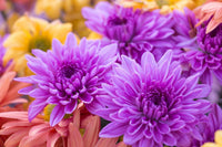 Lila Chrysantheme Blumensamen zur Aussaat – leuchtend Blüten – Traditionssorte & ohne Gentechnik Samen Hausgarten