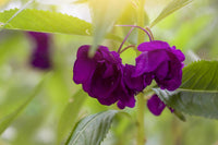Lavendel Balsamina Blumensamen zur Aussaat – robust Sorte – Traditionssorte & ohne Gentechnik Samen Hausgarten