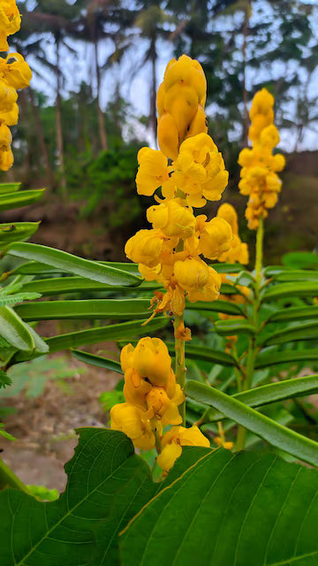 Gelb Cassia Alata Blumensamen zur Aussaat – leuchtend – Traditionssorte & ohne Gentechnik Samen Hausgarten