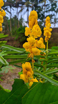 Gelb Cassia Alata Blumensamen zur Aussaat – leuchtend – Traditionssorte & ohne Gentechnik Samen Hausgarten