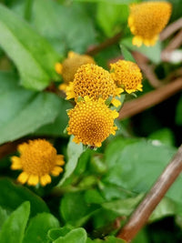 Gelb Spilanthes Blumensamen zur Aussaat – farbenfroh Schau – Traditionssorte & ohne Gentechnik Samen Hausgarten